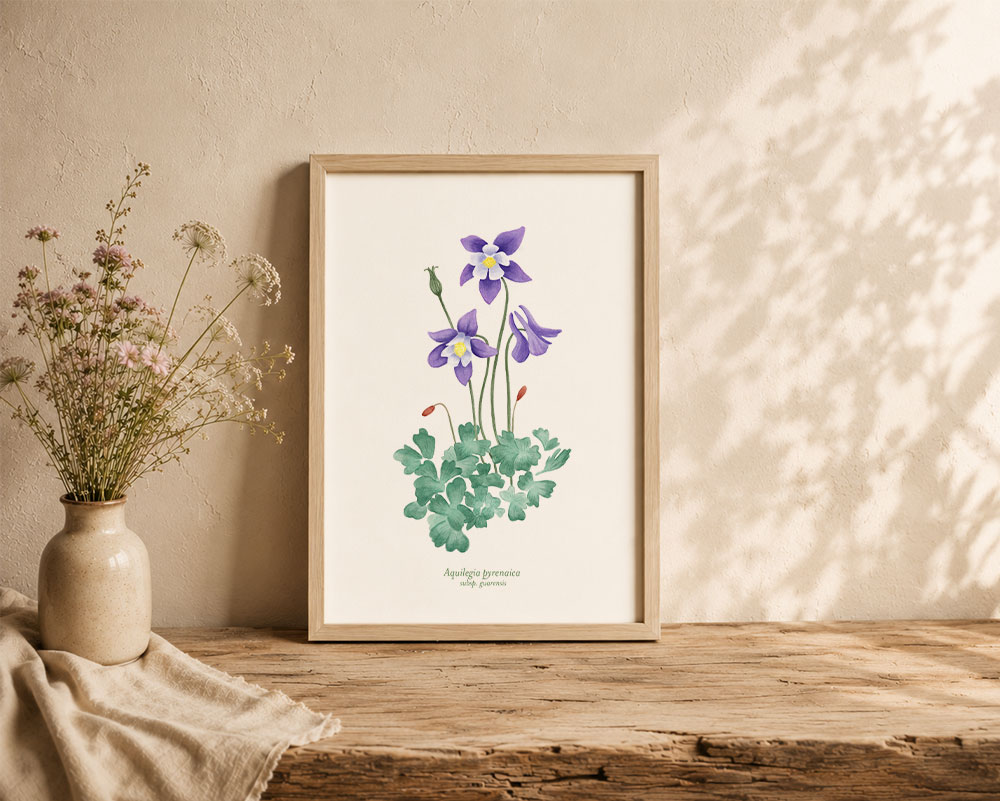 aquilegia1