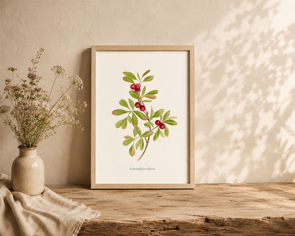 arctostaphylos1