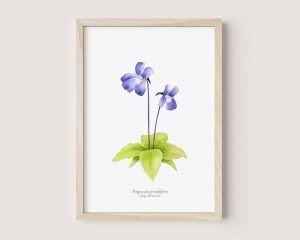 Pinguicula grandiflora