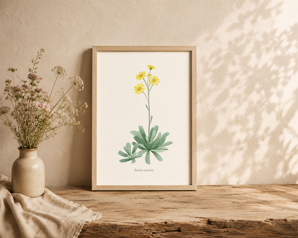 senecio1