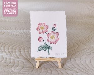 Obra benéfica - Anémona del Japón