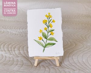 Obra benéfica - Salicaria