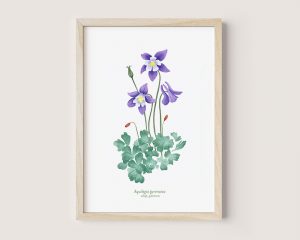 Aquilegia pyrenaica