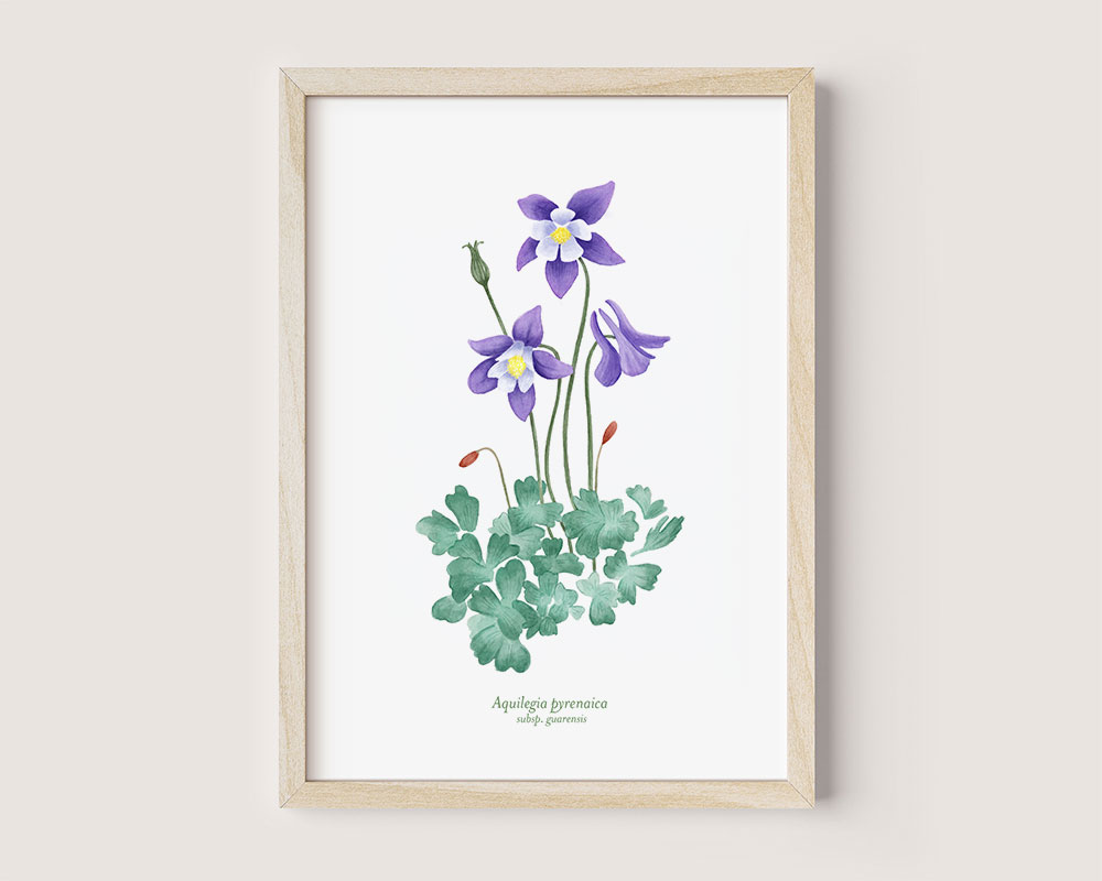Aquilegia pyrenaica