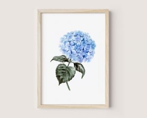 Hortensia