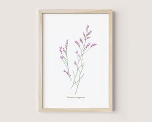 Limonium aragonense