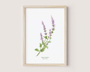 Nepeta latifolia