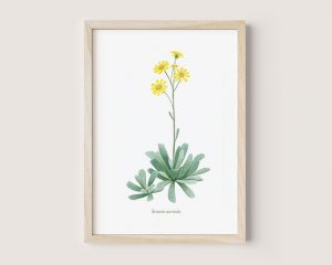Senecio auricula