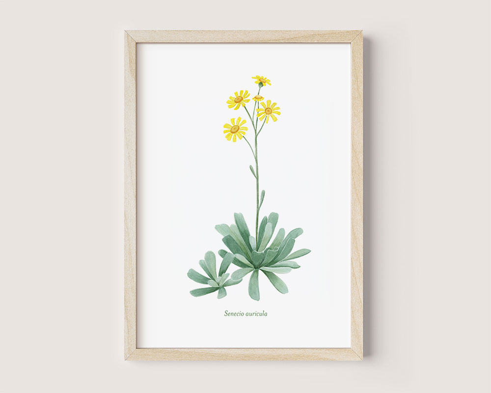 senecio