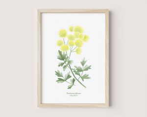 Thalictrum flavum
